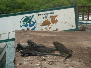 Marine Iguanas lounging on the dockside in the Charles Darwin Research Station, Galapagos Islands.